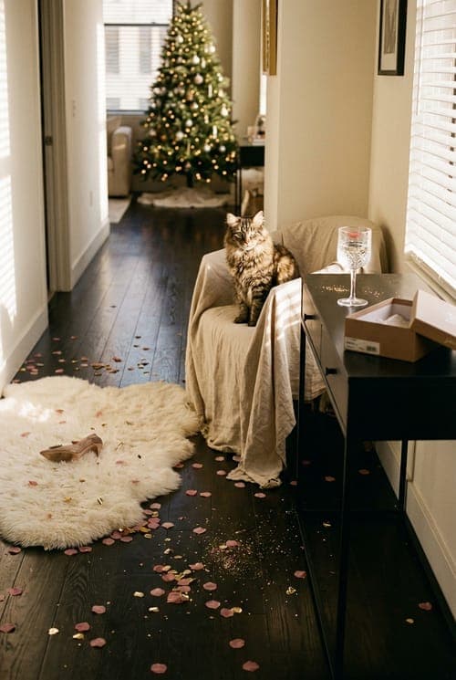 Golden Hour Confetti - hallway, living room, cat